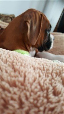 boxer-puppy-in-canine-bed 
